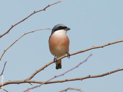 Lesser Grey Shrike (Breeding plumage)