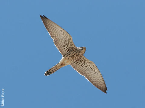 Lesser Kestrel (Female)