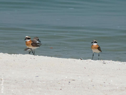 Lesser Sand Plover (Breeding plumage)