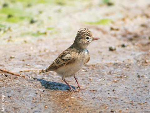 Lesser Short-toed Lark