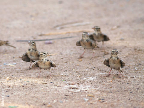 Lesser Short-toed Lark