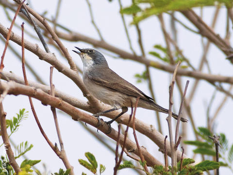 Lesser Whitethroat