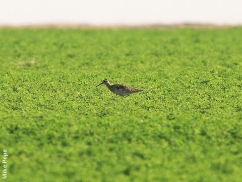 Little Curlew