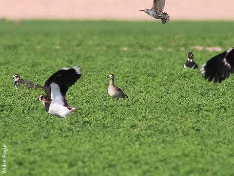 Little Curlew (With Northern Lapwings and Common Starlings)