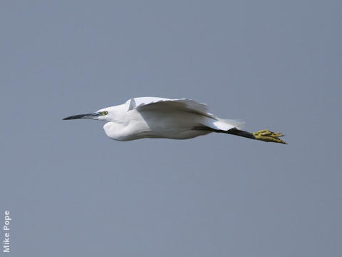 Little Egret 