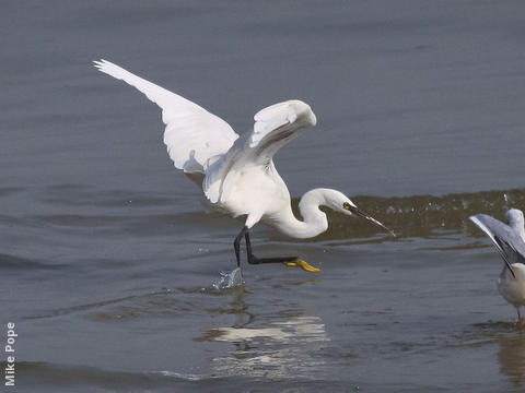 Little Egret 