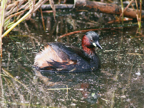 Little Grebe (Breeding plumage)