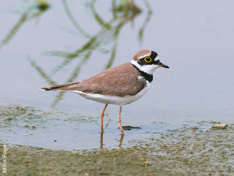 Little Ringed Plover (Breeding plumage)