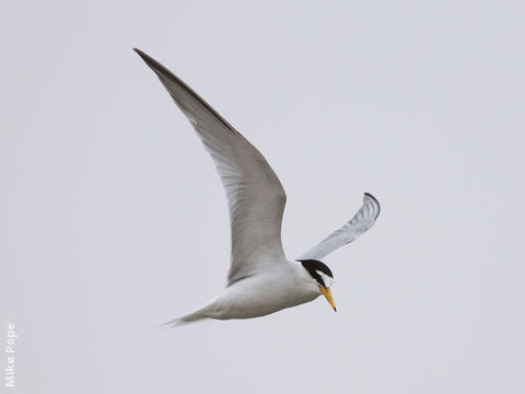 Little Tern