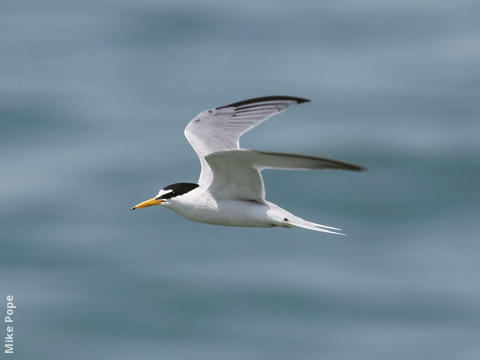 Little Tern