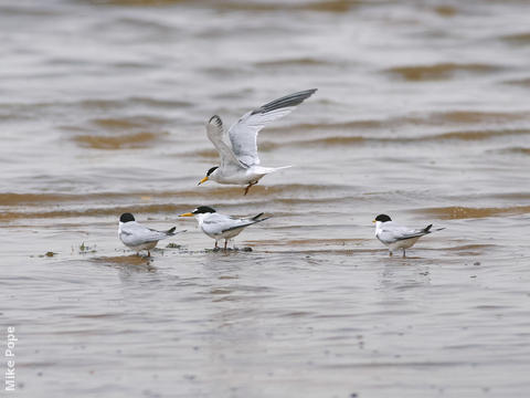 Little Terns