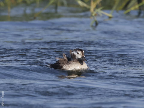 Long-tailed Duck