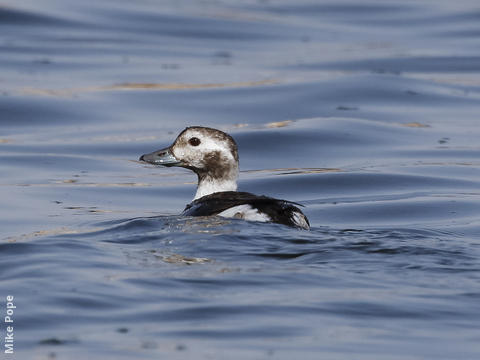 Long-tailed Duck