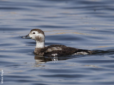 Long-tailed Duck