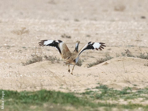 Macqueen’s Bustard