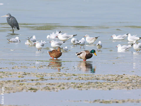 Mallard (Male and female)