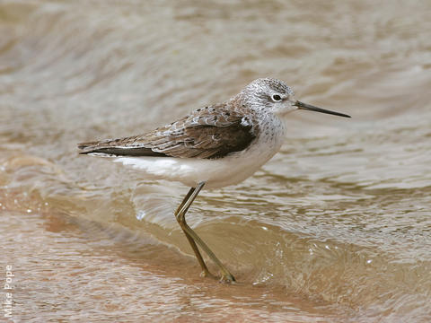 Marsh Sandpiper