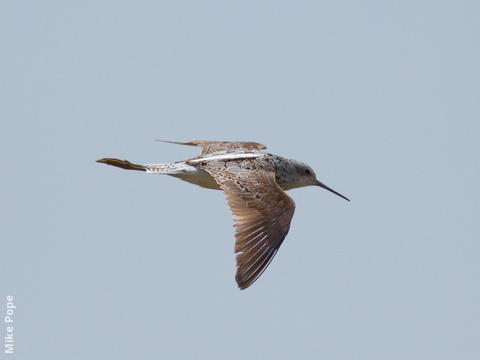 Marsh Sandpiper