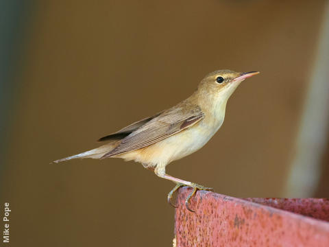 Marsh Warbler 