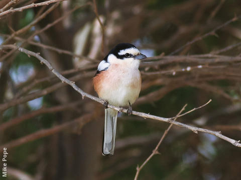 Masked Shrike (Male)