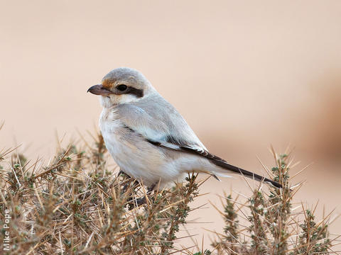 Mauryan Grey Shrike (Immature winter)