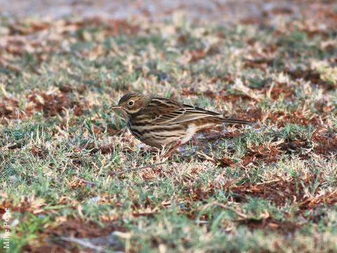 Meadow Pipit (Autumn)