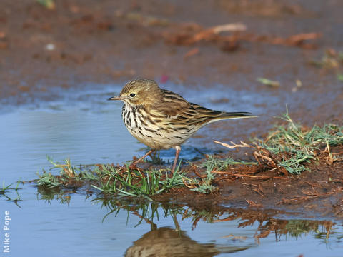 Meadow Pipit (Winter)