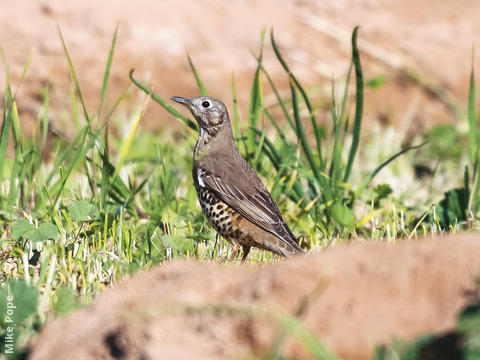 Mistle Thrush (Winter)