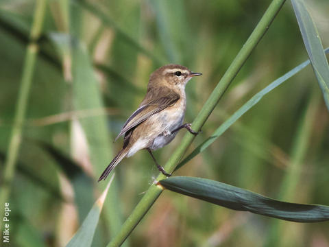 Mountain Chiffchaff