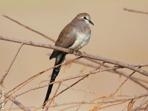 Namaqua Dove (Female)