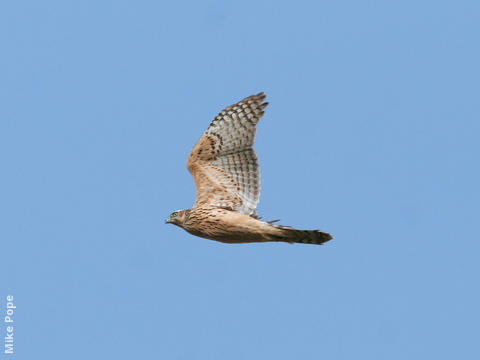 Northern Goshawk (Juvenile)