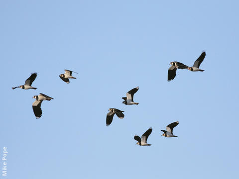 Northern Lapwing