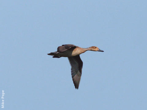 Northern Pintail (Female)