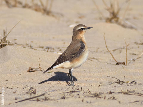 Northern Wheatear (Female)