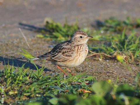 Oriental Skylark 