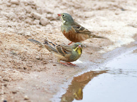 Ortolan Bunting (Males)