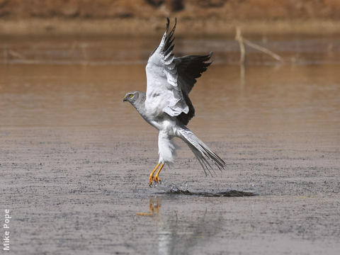 Pallid Harrier (Male)