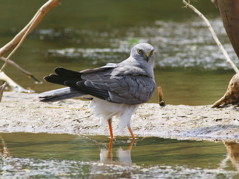 Pallid Harrier (Male)