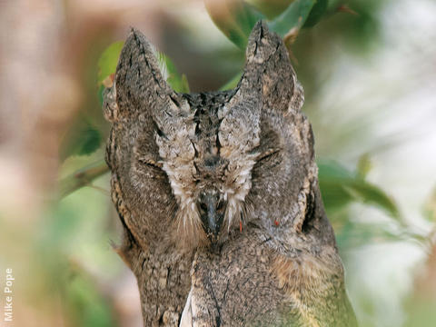 Pallid Scops Owl