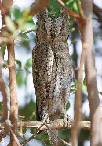 Pallid Scops Owl 