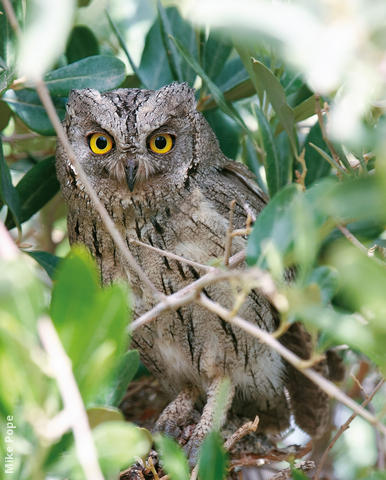 Pallid Scops Owl