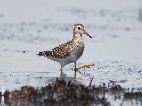 Pectoral Sandpiper