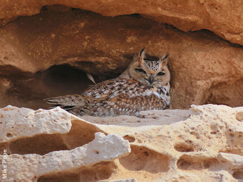 Pharaoh Eagle Owl