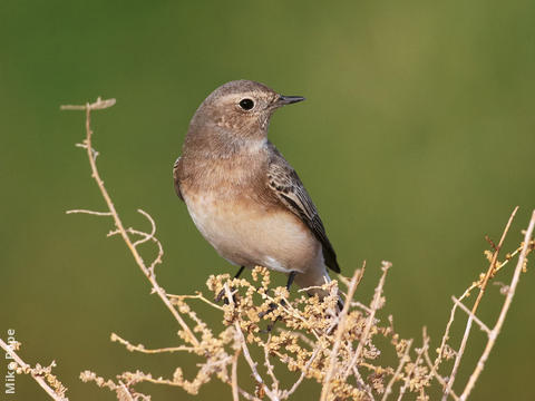 Pied Wheatear (Female)