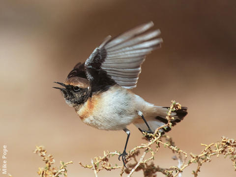 Pied Wheatear (Immature male)