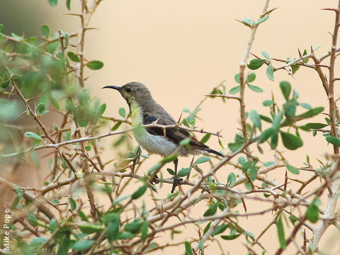 Purple Sunbird (Winter)