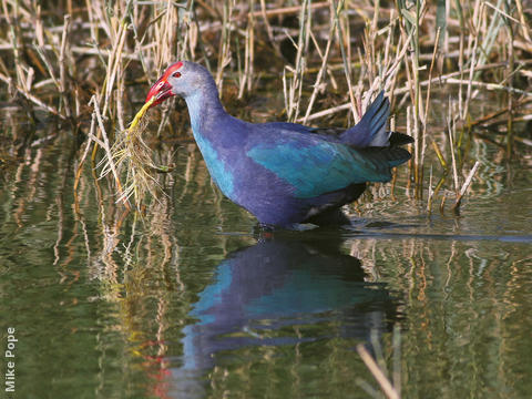 Purple Swamphen