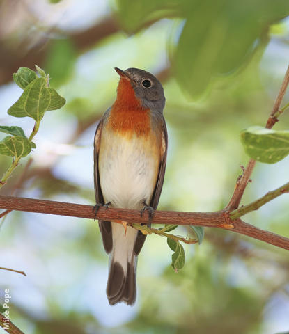 Red-breasted Flycatcher (Male breeding plumage)