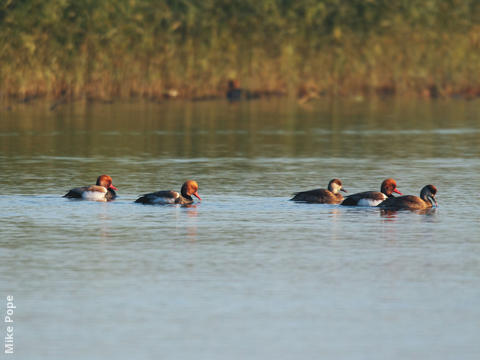 Red-crested Pochard (Males and females)