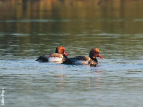 Red-crested Pochard (Males)